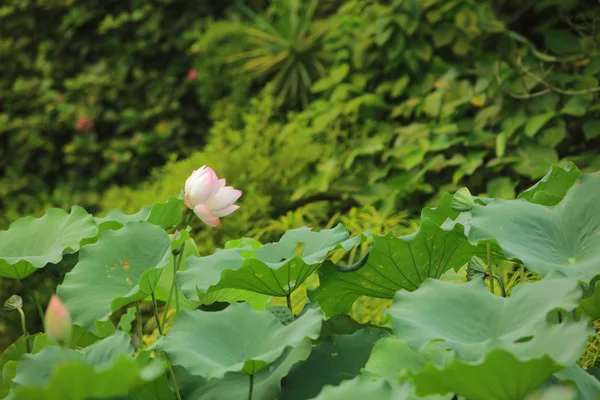 O belo lótus florescente em verão — Fotografia de Stock