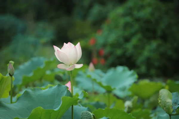 Lotus på sjön — Stockfoto