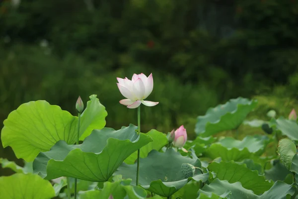 Foco seletivo Flor de lótus rosa-branco na piscina , — Fotografia de Stock