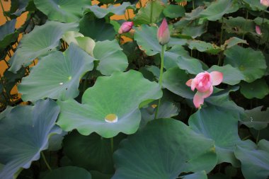 Yaz aylarında güzel çiçek açması lotus