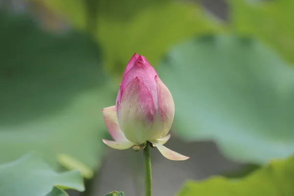 Flower, Lotus, Sacred lotus, summer — Stock Photo, Image