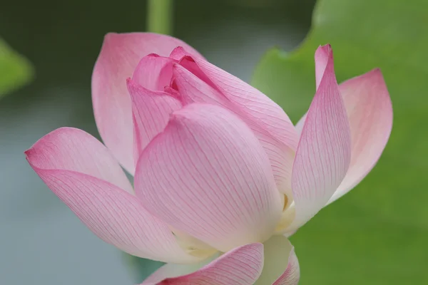 Lotus fleurissant aux feuilles vertes — Photo