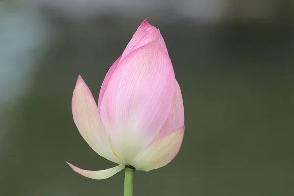 Lotus bloomming op groene bladeren — Stockfoto