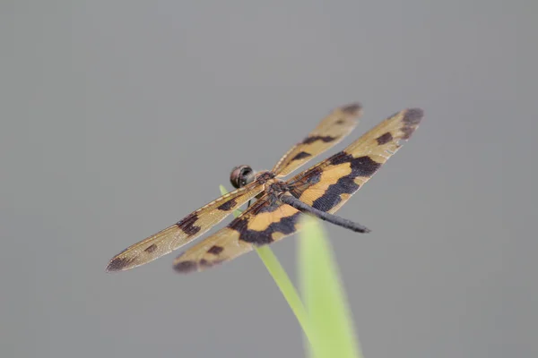 Dragonfly outdoor on wet morning — Stock Photo, Image