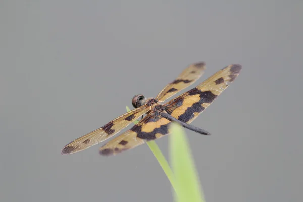 Libélula ao ar livre na manhã molhada — Fotografia de Stock