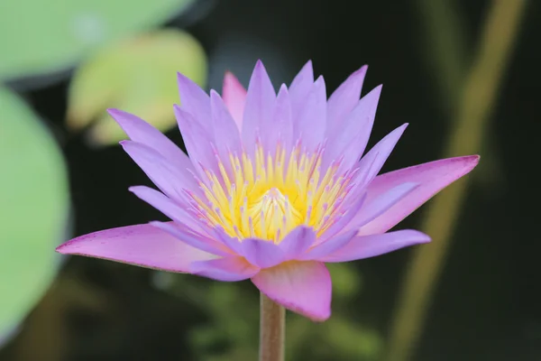 Hermosa flor de loto se complementa — Foto de Stock