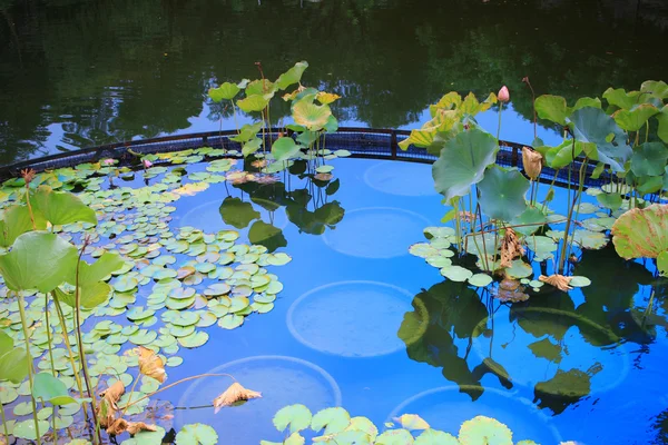 Flor de loto en la laguna y reflejo de la luz solar — Foto de Stock