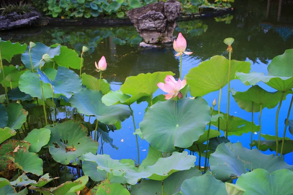 Belle floraison lotus en été — Photo