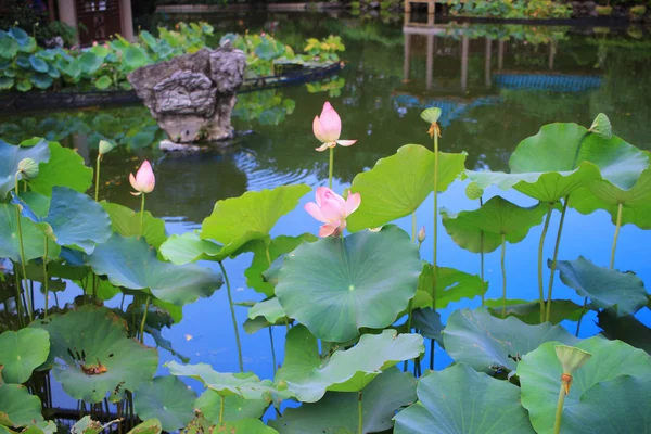 Lotus bloomming bij groene bladeren achtergrond — Stockfoto