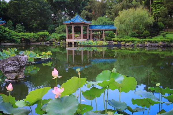 Lotus bloomming op groene bladeren — Stockfoto