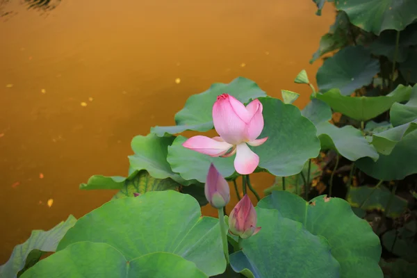 Blossom pink lotus flower — Stock Photo, Image