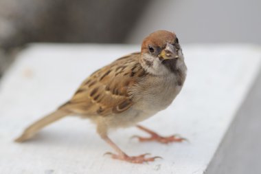 Passer montanus hong Kong