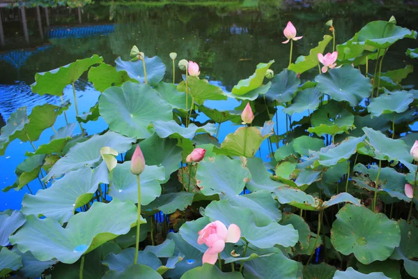 Hermoso loto en flor en verano — Foto de Stock