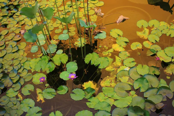 Цветок лотоса в лагуне и отражающий солнечный свет — стоковое фото