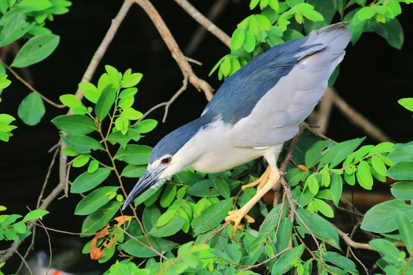 Black Night Heron gekroond in hk Rechtenvrije Stockfoto's