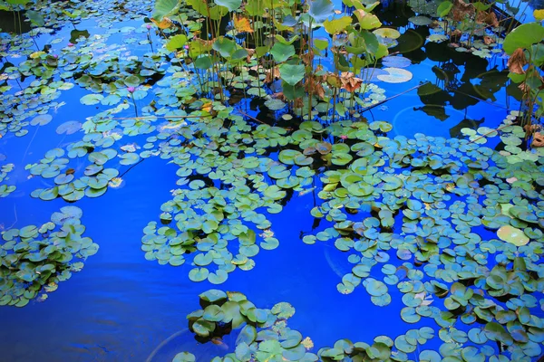 Lotusblomma i lagunen och speglar solens ljus — Stockfoto