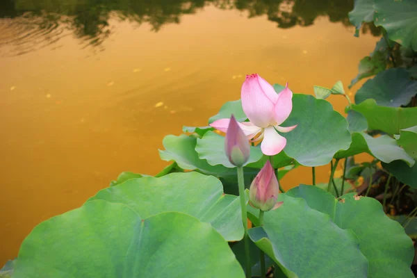 Hermoso loto en flor en verano — Foto de Stock