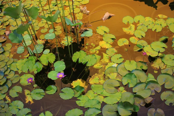 Lotus bloomming at green leaves — Stock Photo, Image