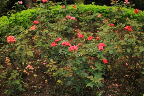 Kvetou v Fanling Hong Lok Park — Stock fotografie