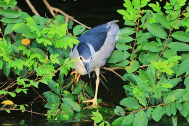 Siyah gece balıkçılı hk taç.