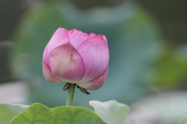 Lotus çiçeği su bitki durağındayım olduğunu