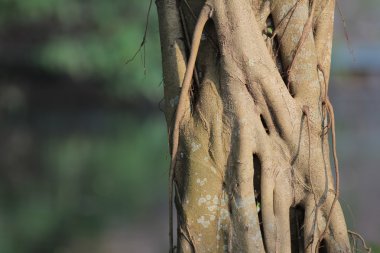 arka zemin ile bahçede ağaçlar