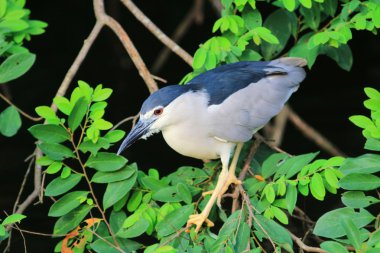 Siyah taçlı gece balıkçıl