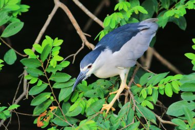 Siyah taçlı gece balıkçıl