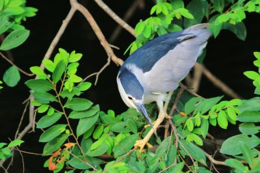 Siyah taçlı gece balıkçıl