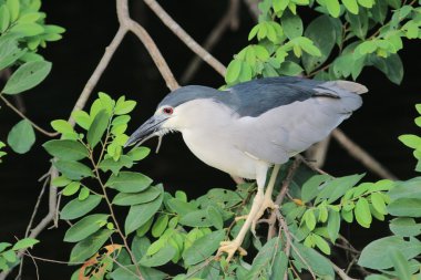 Siyah gece balıkçılı hk taç.