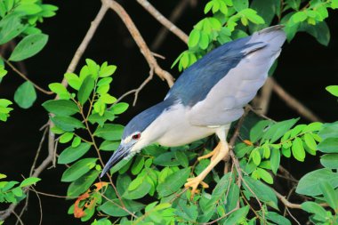 Siyah gece balıkçılı taç