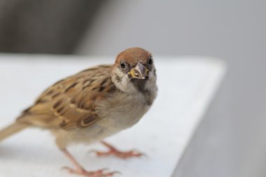 Passer montanus hong Kong