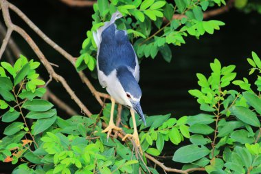 Siyah taçlı gece balıkçıl