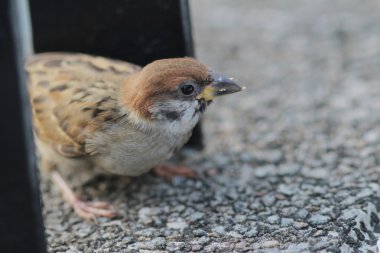 Passer montanus hong Kong