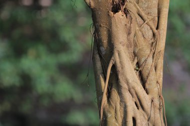  arka zemin ile bahçede ağaçlar