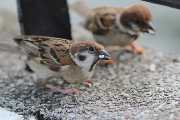 Passer montanus a Hong Kong — Foto Stock