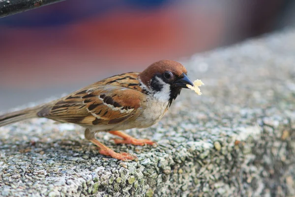 Ağaç serçesi (Passer montanus)