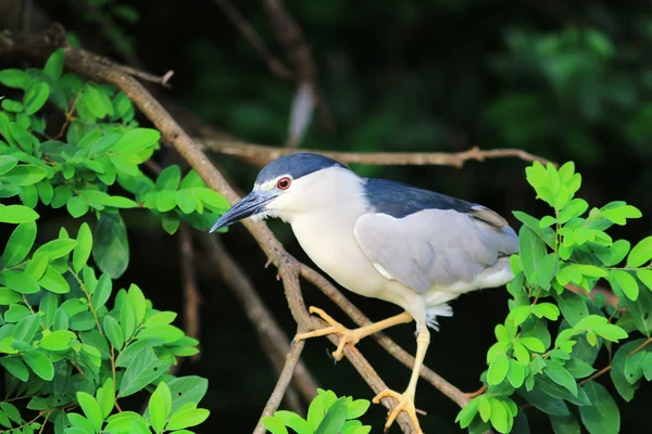 Siyah gece balıkçılı taç