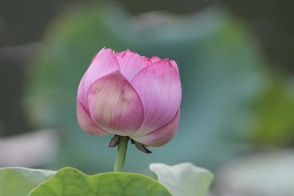 Цветок лотоса это водное растение beautifu — стоковое фото
