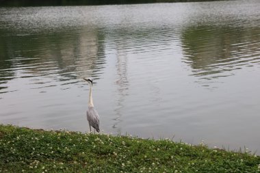 Gri balıkçıl, Fukuoka, Japonya