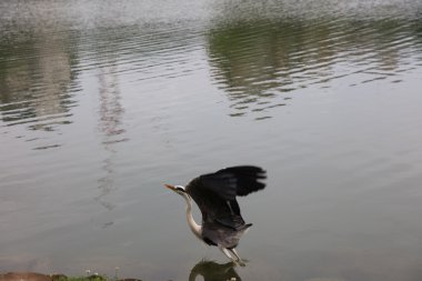 Fukuoka, gri balıkçıl