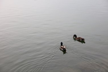 Ohori Park, Fukuoka ördek