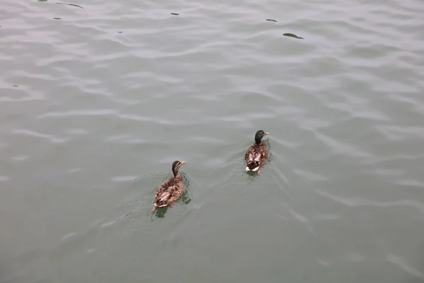 The duck at Ohori park,Fukuoka — Stock Photo, Image