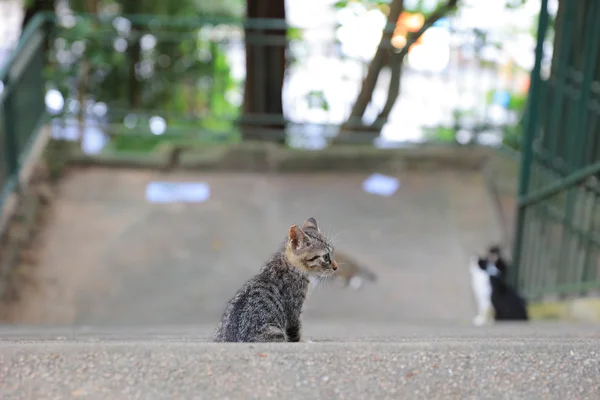 Die Katze auf der Straße — Stockfoto