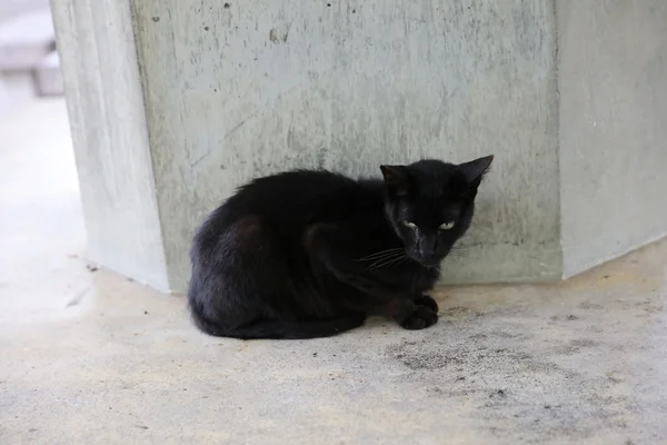 Black cat sit down the street — Stock Photo, Image