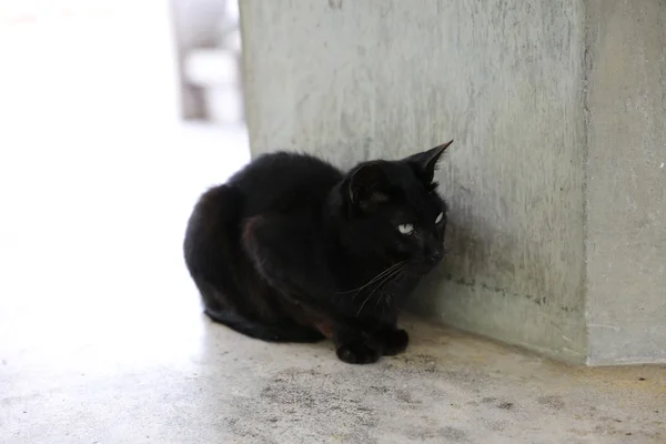 Black cat sit down the street — Stock Photo, Image
