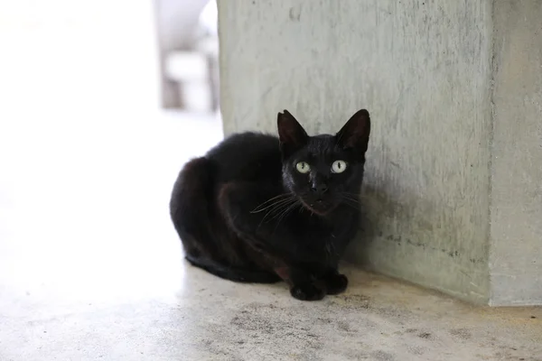Fekete macska ül az utcán — Stock Fotó