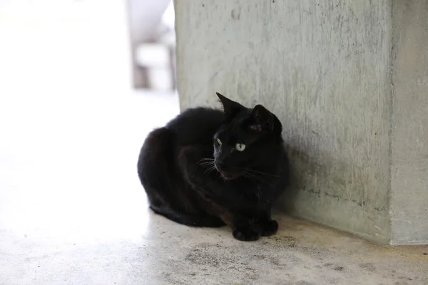 Black cat sit down the street — Stock Photo, Image