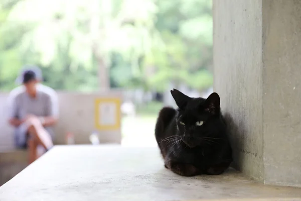 Schwarze Katze setzt sich auf die Straße — Stockfoto