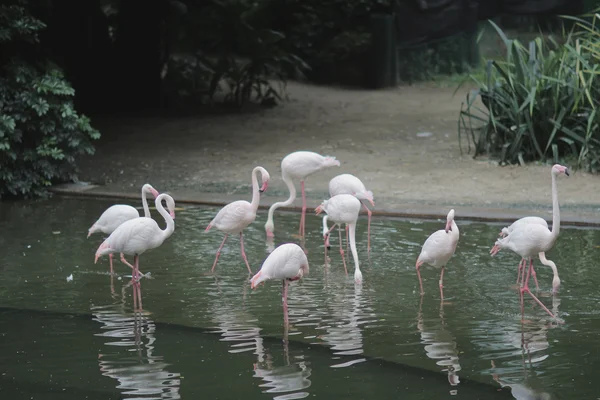 Flamingo zijn een soort waadvogel — Stockfoto